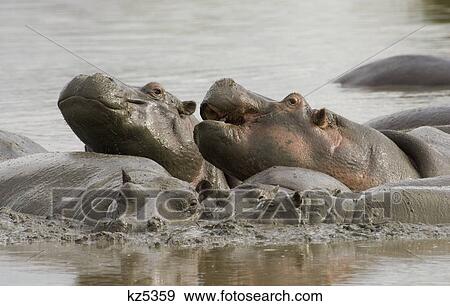 Stock Photo - group of hippos in water serengeti national park tanzania africa. Fotosearch