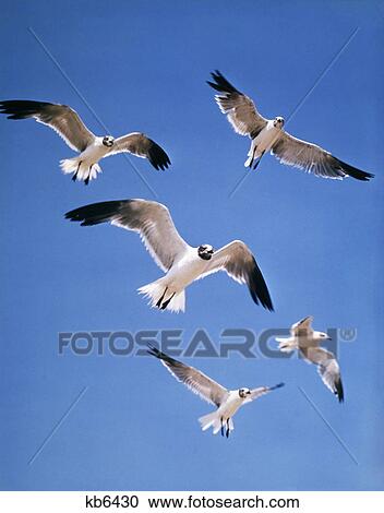 group of sea gulls hovering in sky View Large Photo Image Stock Image - group of sea gulls hovering in sky. Fotosearch