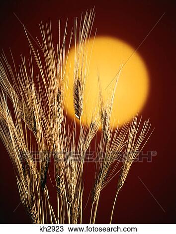 Stock Image - group of wheat stalks against yellow sun red background. Fotosearch