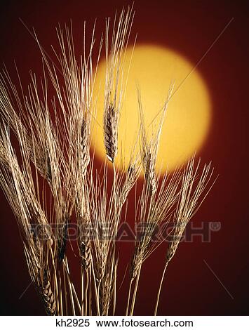 group of wheat stalks against yellow sun red background View Large Photo Image Stock Photography - group of wheat stalks against yellow sun red background. Fotosearch