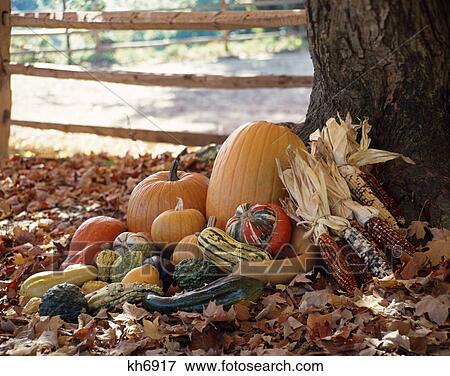 grouping of autumn vegetables at base of tree by fence View Large Photo Image Stock Photo - grouping of autumn vegetables at base of tree by fence. Fotosearch