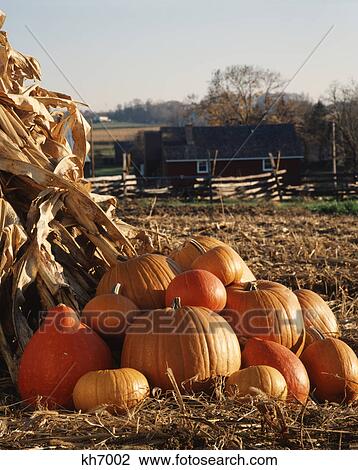 Stock Image - harvest display of pumpkins in corn field. Fotosearch