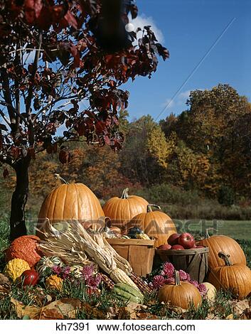 harvest pumpkins apples and corn at base of autumn tree View Large Photo Image Stock Image - harvest pumpkins apples and corn at base of autumn tree. Fotosearch