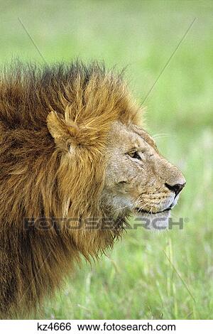 head and shoulders shot of lion panthera leo at masai mara game reserve kenya, africa View Large Photo Image Stock Photograph - head and shoulders shot of lion panthera leo at masai mara game reserve kenya, africa. Fotosearch