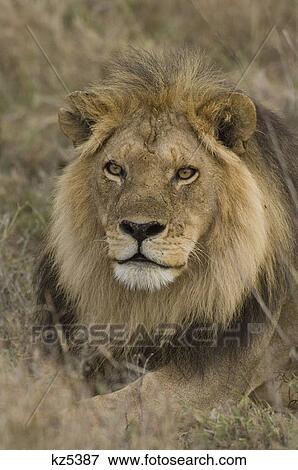 Stock Photo - head shot male lion serengeti tanzania africa. Fotosearch