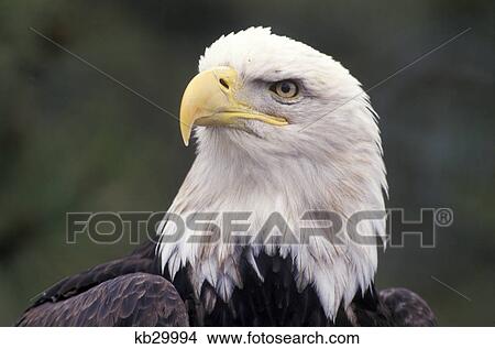 head shot of bald eagle heliaeetus leucocephalus north america View Large Photo Image Picture - head shot of bald eagle heliaeetus leucocephalus north america. Fotosearch