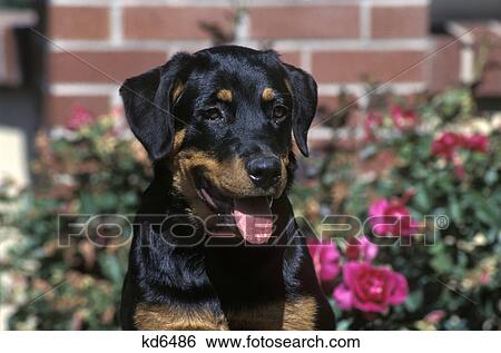 head shot rottweiler puppy View Large Photo Image Stock Photograph - head shot rottweiler puppy. Fotosearch