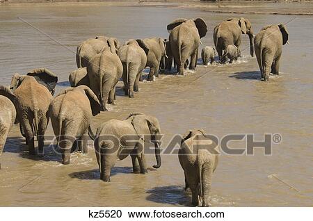 herd of elephants loxodonta africana crossing uaso nyiro river samburu national reserve kenya africa View Large Photo Image Stock Image - herd of elephants loxodonta africana crossing uaso nyiro river samburu national reserve kenya africa. Fotosearch