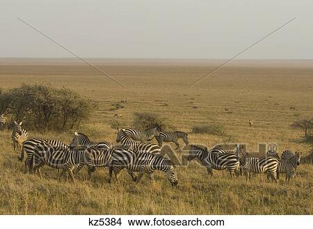 Picture - herd of zebra serengeti tanzania africa. Fotosearch