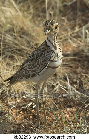 heuglin's courser on ground samburu national reserve kenya africa View Large Photo Image Stock Image - heuglin's courser on ground samburu national reserve kenya africa. Fotosearch