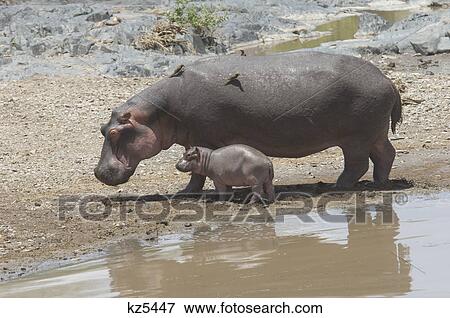 Stock Photo - hippo and calf by water serengeti tanzania africa. Fotosearch
