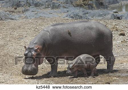 Stock Photo - hippo and calf serengeti tanzania africa. Fotosearch