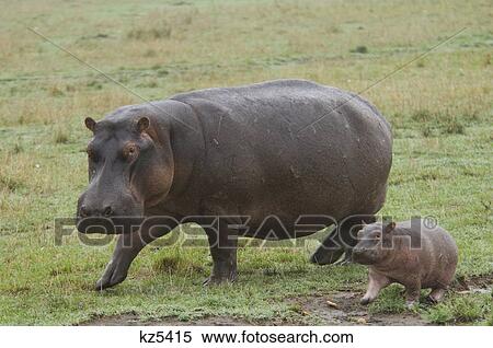 Stock Photography - hippo cow and calf running masai mara national reserve kenya africa. Fotosearch