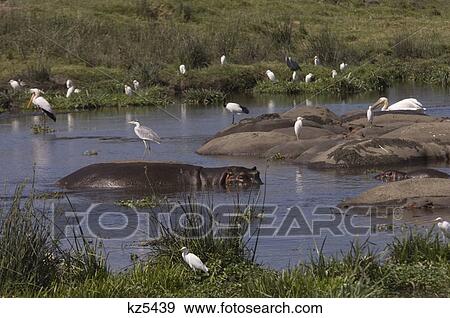 hippo in water with birds cranes egrets ngorongoro tanzania africa View Large Photo Image Stock Photo - hippo in water with birds cranes egrets ngorongoro tanzania africa. Fotosearch