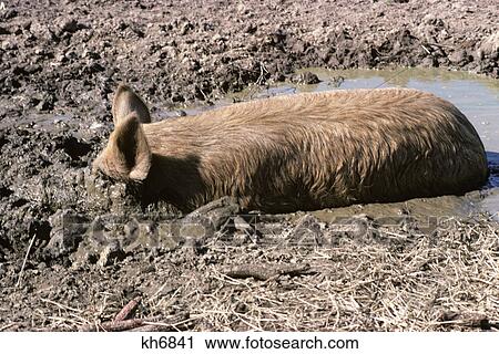 hog wallowing rooting in mud View Large Photo Image Stock Image - hog wallowing rooting in mud. Fotosearch