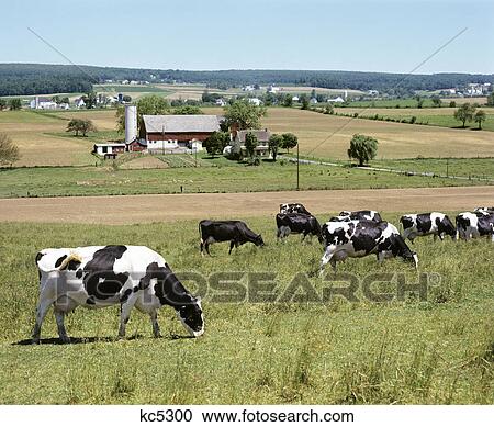 holstein cows grazing in field View Large Photo Image Stock Image - holstein cows grazing in field. Fotosearch
