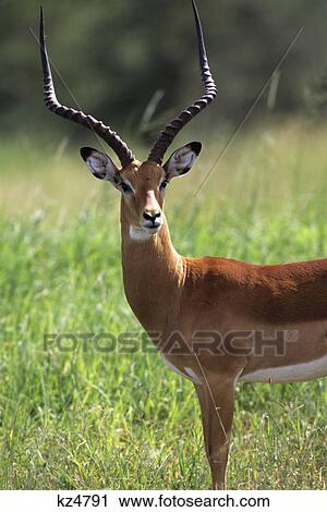 Stock Image - impala buck aepyceros melampus serengeti national park, tanzania. Fotosearch