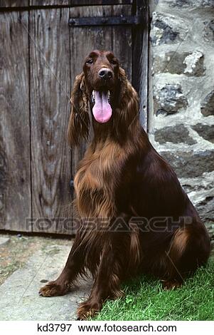irish setter dog by wooden door View Large Photo Image Stock Photo - irish setter dog by wooden door. Fotosearch