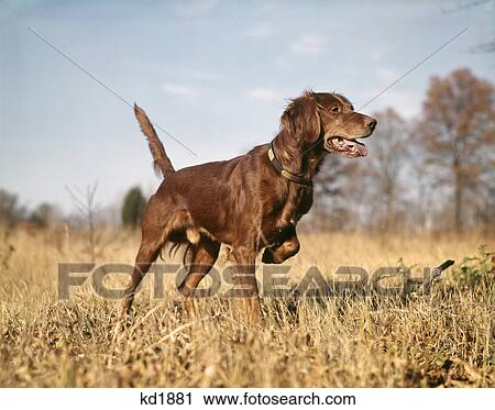 irish setter hunting dog pointing in autumn field View Large Photo Image Stock Image - irish setter hunting dog pointing in autumn field. Fotosearch
