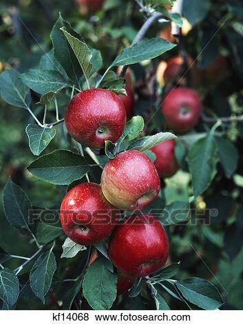 jonathan apples View Large Photo Image Stock Photo - jonathan apples. Fotosearch
