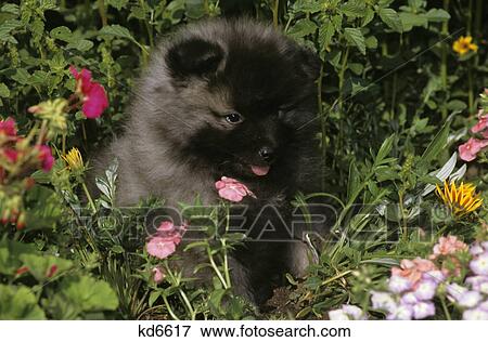 Stock Photo - keeshond puppy sitting in flowers. Fotosearch
