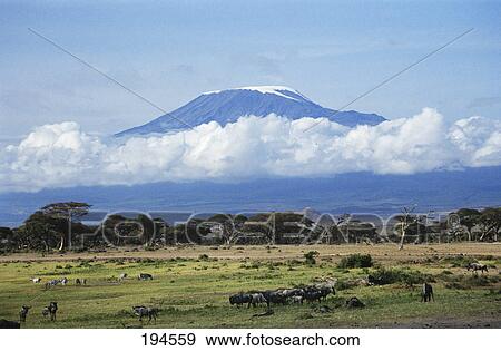 kenya africa amboseli national park mount kilimanjaro with game herds View Large Photo Image Stock Photo - kenya africa amboseli national park mount kilimanjaro with game herds. Fotosearch