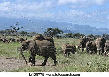 kenya africa amboseli national park herds of elephants and cape buffalo View Large Photo Image Stock Photo - kenya africa amboseli national park herds of elephants and cape buffalo. Fotosearch