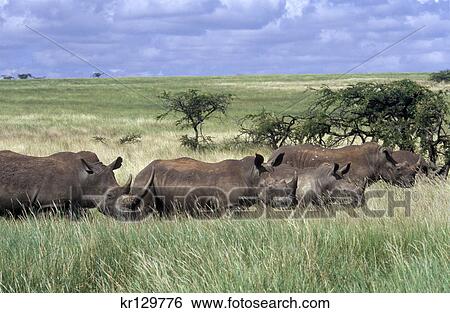 Stock Photograph - kenya africa lewa downs herd of white rhinos. Fotosearch