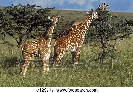 kenya africa lewa downs reticulated giraffes eating from tree View Large Photo Image Stock Photo - kenya africa lewa downs reticulated giraffes eating from tree. Fotosearch