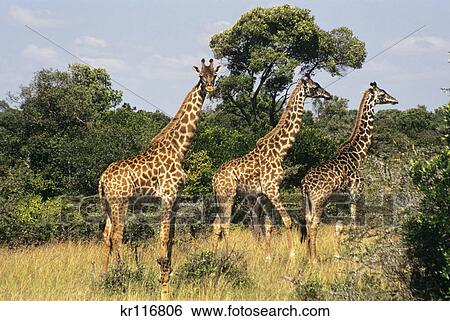 kenya, africa masai mara game reserve masai giraffes View Large Photo Image Stock Photograph - kenya, africa masai mara game reserve masai giraffes. Fotosearch
