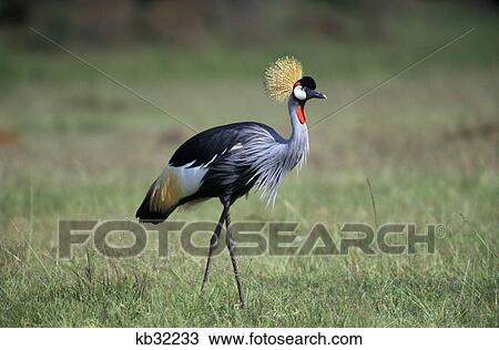 Stock Image - kenya masai mara national reserve crowned crane. Fotosearch
