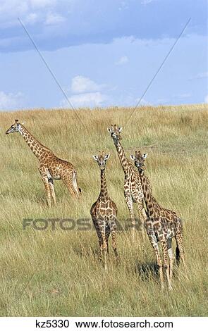 Stock Image - kenya masai mara national reserve giraffe hillside. Fotosearch