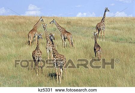 kenya masai mara national reserve giraffe hillside View Large Photo Image Stock Image - kenya masai mara national reserve giraffe hillside. Fotosearch