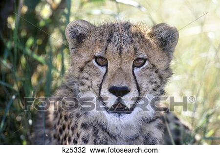 Stock Image - kenya masai mara national reserve cheetah cub shade bushes. Fotosearch