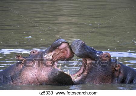 kenya masai mara national reserve hippos sparring View Large Photo Image Stock Image - kenya masai mara national reserve hippos sparring. Fotosearch