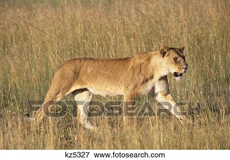 kenya masai mara national reserve lioness panthera leo walking in plain View Large Photo Image Stock Photo - kenya masai mara national reserve lioness panthera leo walking in plain. Fotosearch