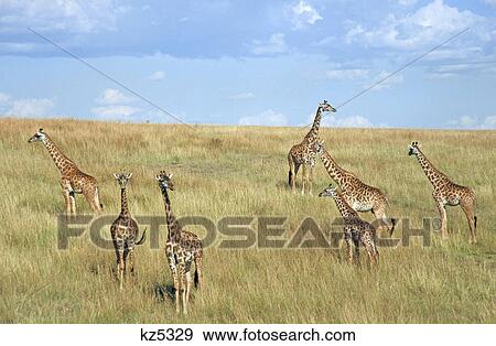 kenya masai mara national reserve giraffes on hillside View Large Photo Image Stock Photo - kenya masai mara national reserve giraffes on hillside. Fotosearch