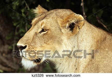 kenya masai mara national reserve lioness panthera leo profile View Large Photo Image Stock Photograph - kenya masai mara national reserve lioness panthera leo profile. Fotosearch