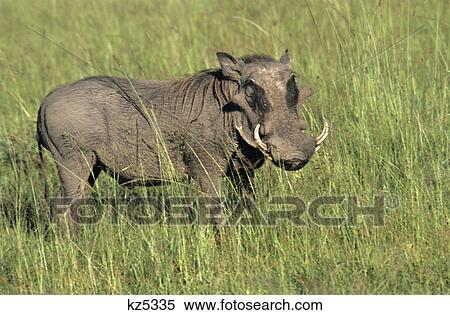 kenya warthog tall grass masai mara national reserve View Large Photo Image Stock Photography - kenya warthog tall grass masai mara national reserve. Fotosearch