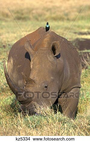 kenya white rhino plains starling on back View Large Photo Image Picture - kenya white rhino plains starling on back. Fotosearch