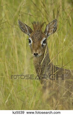 Stock Photo - kirk's dikdik dik-dik head shot masai mara national reserve kenya africa. Fotosearch