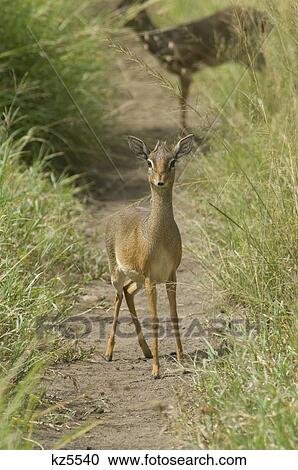 kirk's dikdik dik-dik standing masai mara national reserve kenya africa View Large Photo Image Stock Image - kirk's dikdik dik-dik standing masai mara national reserve kenya africa. Fotosearch