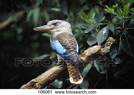 kookaburra bird mean face blue brown feathers long beak on a branch australia View Large Photo Image Stock Image - kookaburra bird mean face blue brown feathers long beak on a branch australia. Fotosearch