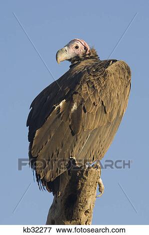Stock Photo - lappet-faced vulture on tree stump serengeti tanzania africa. Fotosearch