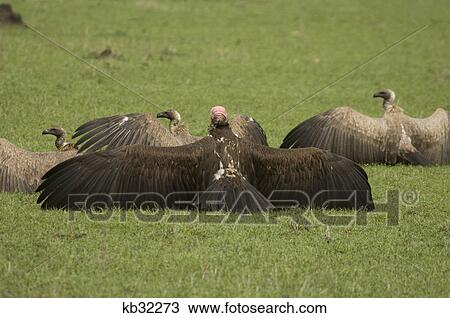Stock Image - lappet faced vulture with wings spread rear view masai mara national reserve kenya africa. Fotosearch