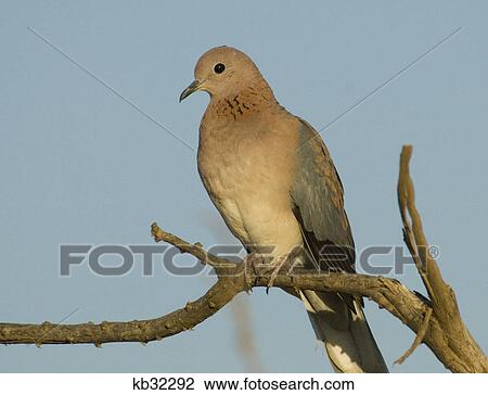 Stock Image - laughing dove on branch samburu national reserve kenya africa. Fotosearch
