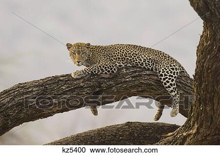 leopard resting in tree samburu national reserve kenya africa View Large Photo Image Stock Image - leopard resting in tree samburu national reserve kenya africa. Fotosearch