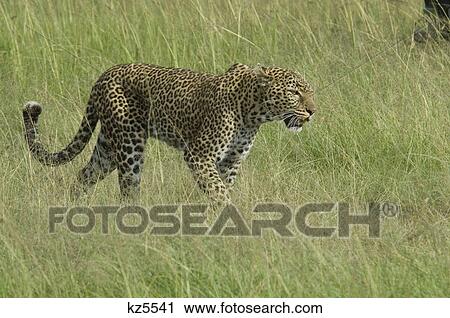 leopard walking in grass masai mara national park kenya africa View Large Photo Image Stock Image - leopard walking in grass masai mara national park kenya africa. Fotosearch