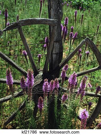 liatris or blazing star View Large Photo Image Stock Photograph - liatris or blazing star. Fotosearch