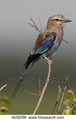 Stock Photograph - lilac breasted roller bird lewa downs kenya africa. Fotosearch